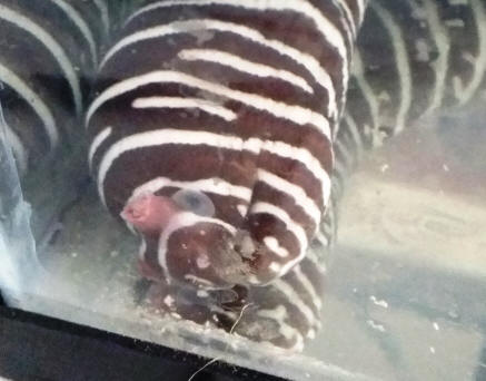 Zebra moray eel discount care